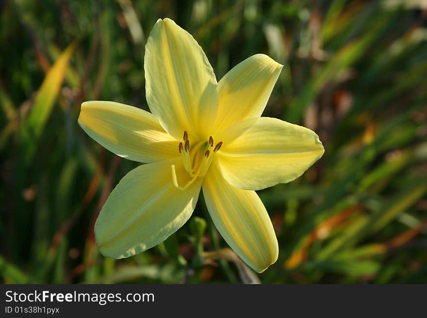 Yellow Flower