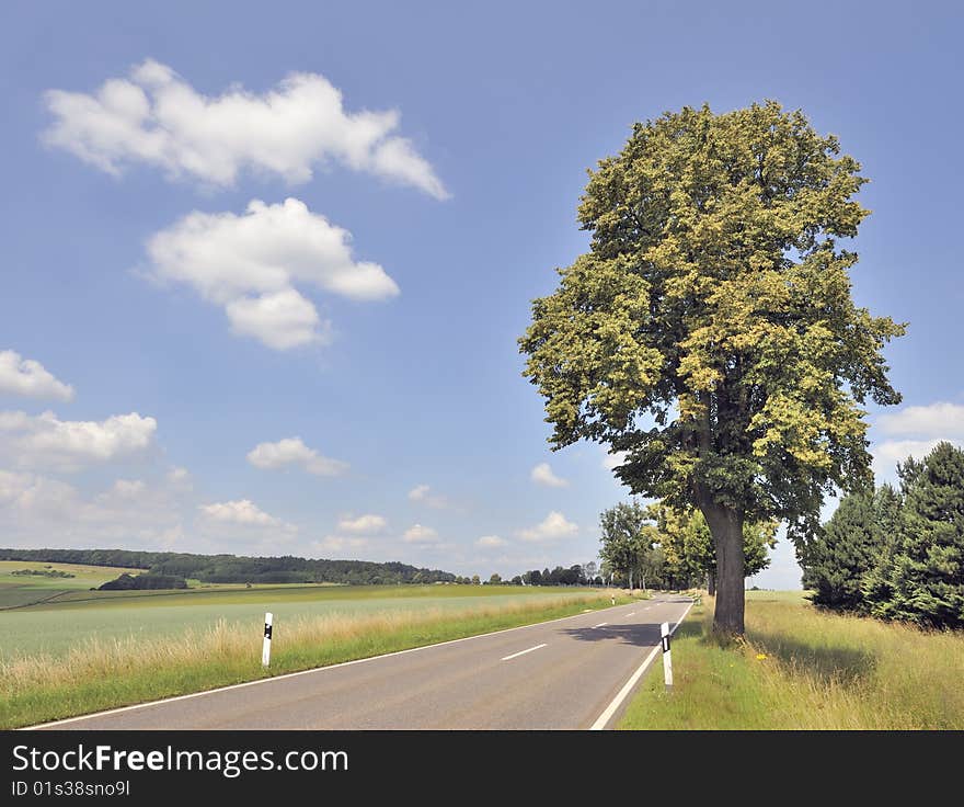 Treelined country road