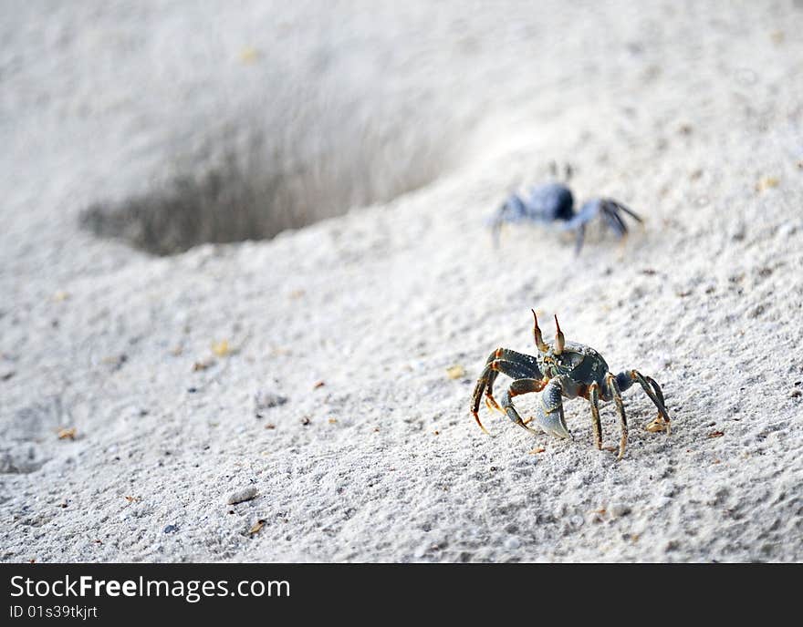 Horned ghost crabs on beach