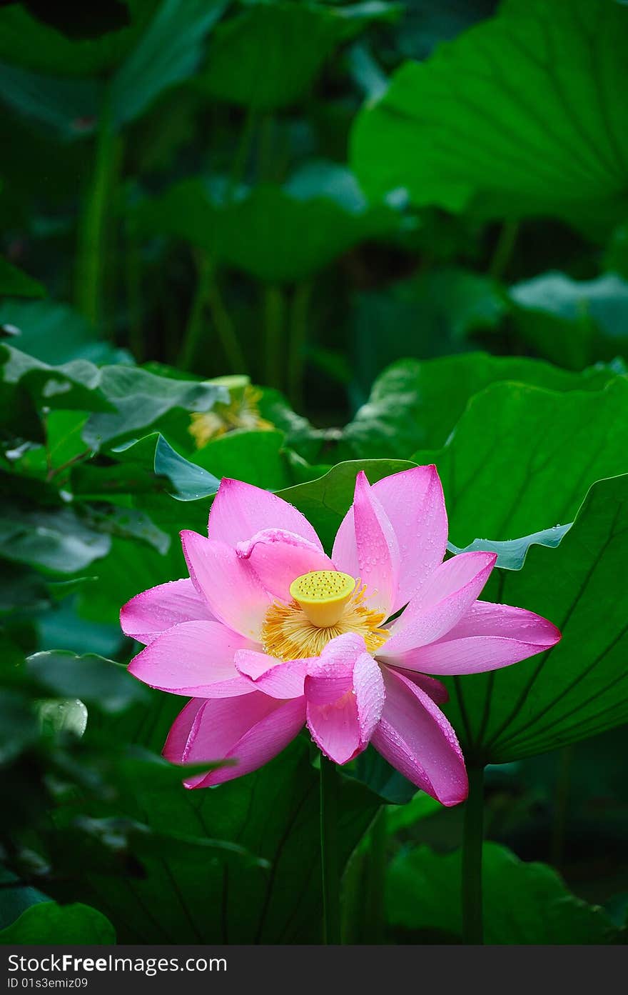 Single lotus in the pond after rain