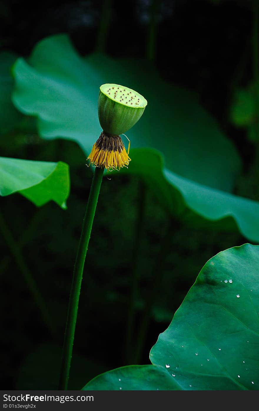 Single lotus in the pond after rain