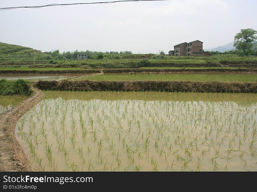 This is a rice field at the foot of mount. Jinyun chongqing,China