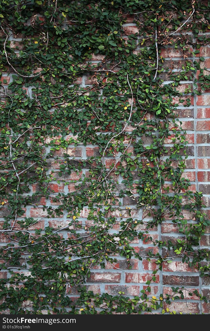 Wall bricks ivy green background texture old. Wall bricks ivy green background texture old