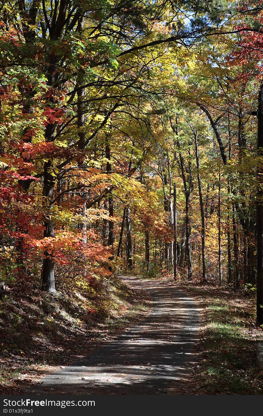 Fall tree color wood forest park nature. Fall tree color wood forest park nature