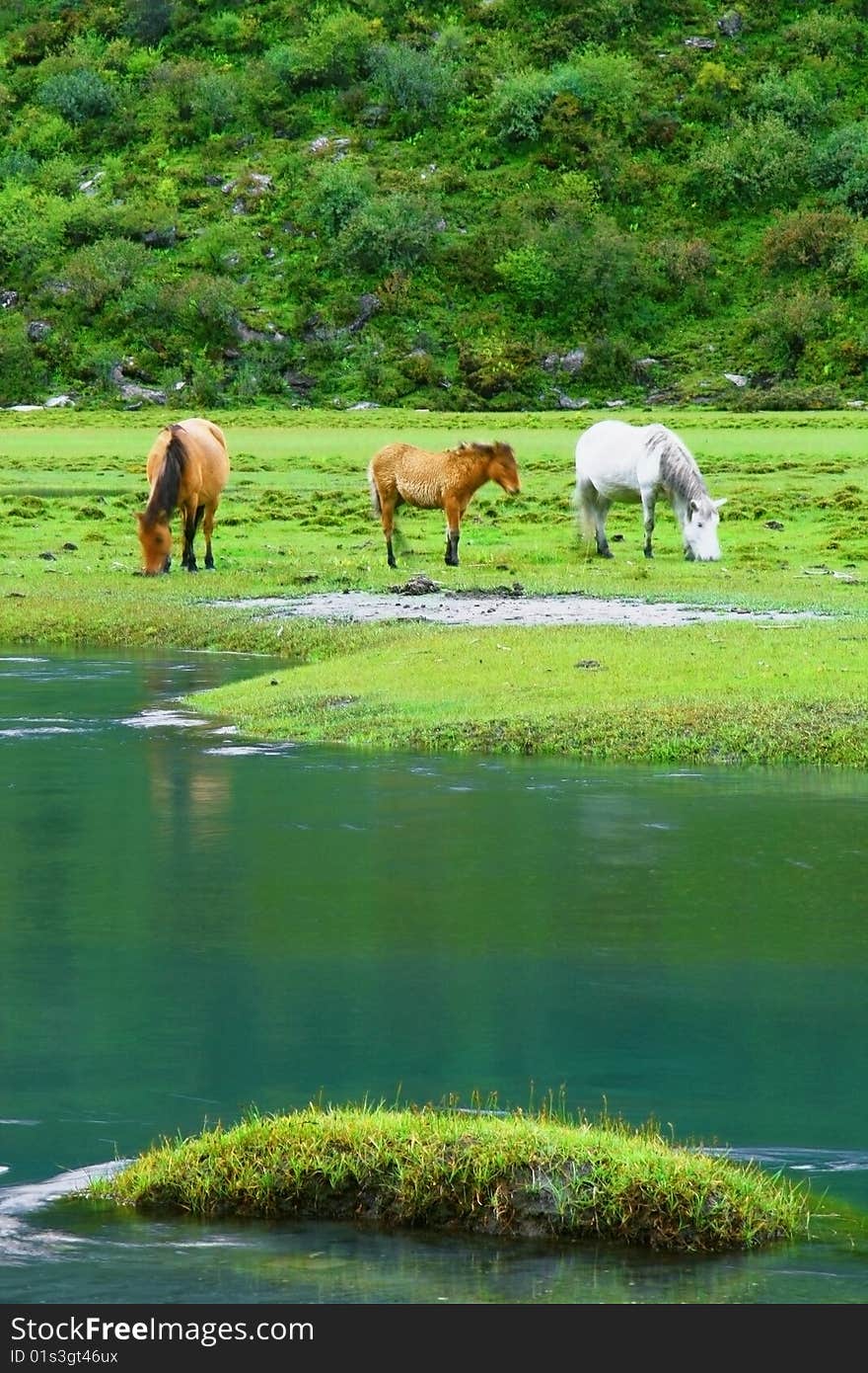 Three horses eating grass on a river side. Three horses eating grass on a river side.