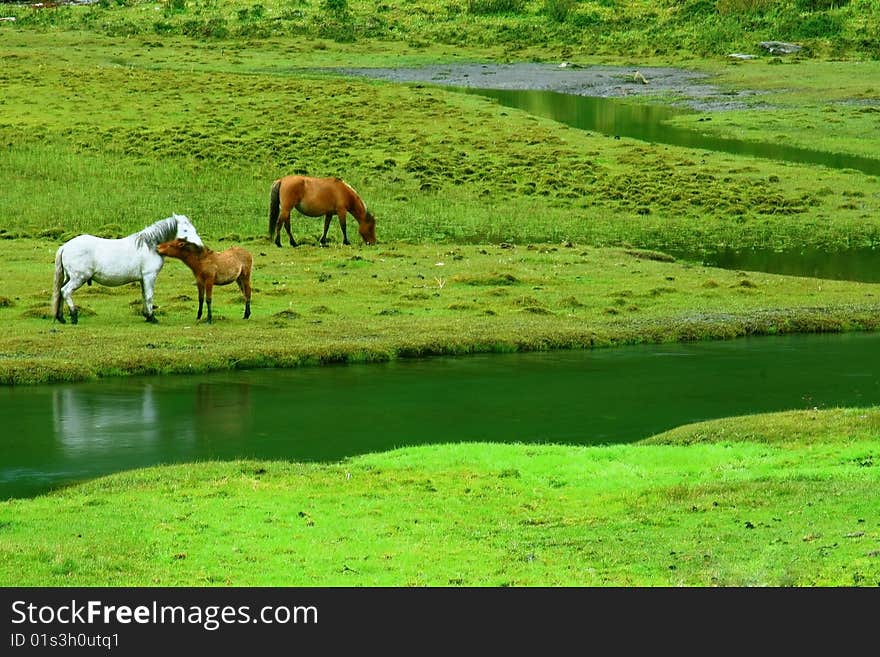 Three horses eating grass on a river side. Three horses eating grass on a river side.