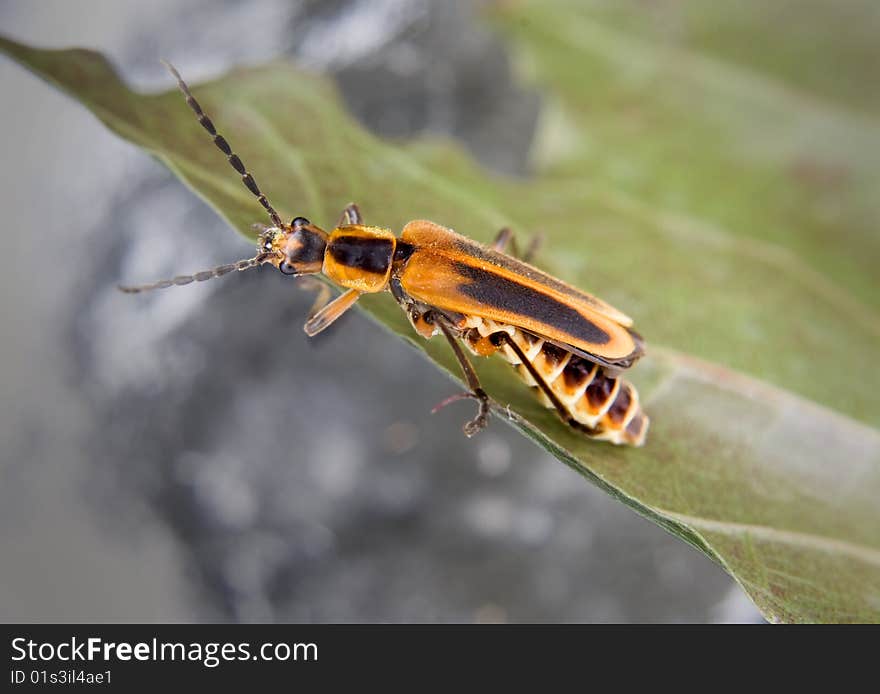 A soldier beetle or a type of assassin bug on a leaf