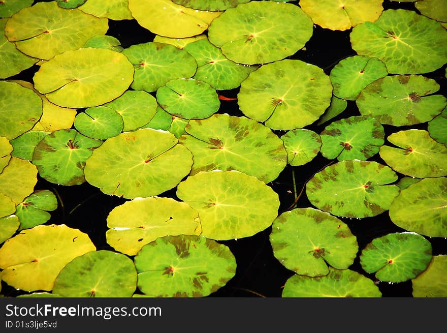 Green lilypads on top of pond