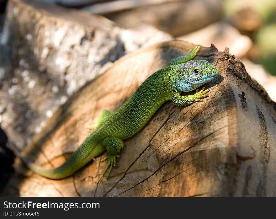 The lizard basks in the sun. The lizard basks in the sun