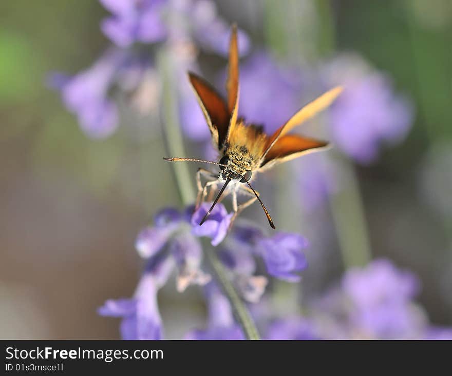 Butterfly On Lavender