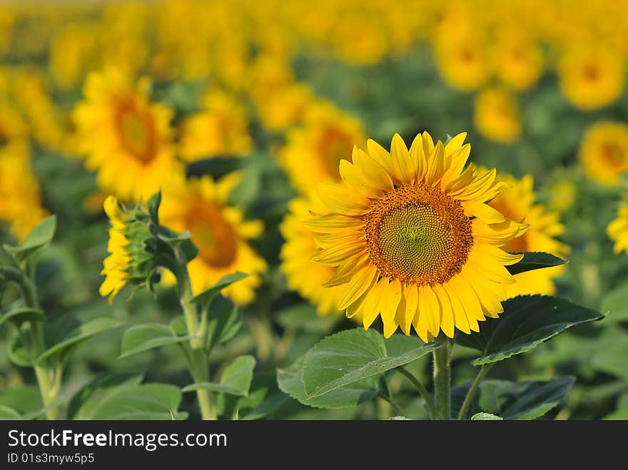 Sunflower  with unsharp background flowers. Sunflower  with unsharp background flowers