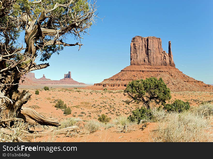 Pine at monument valley