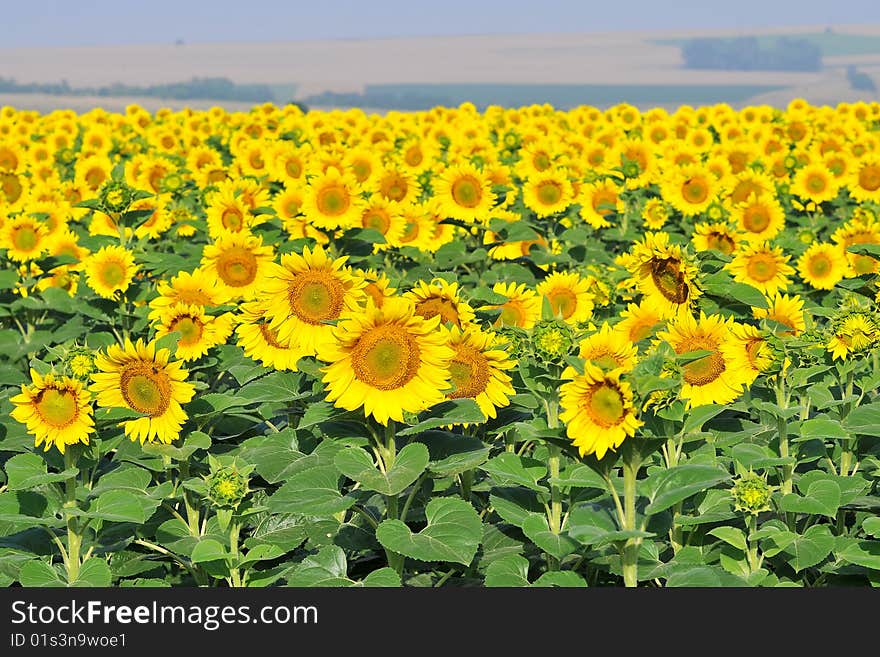 Sunflower field on blue sky