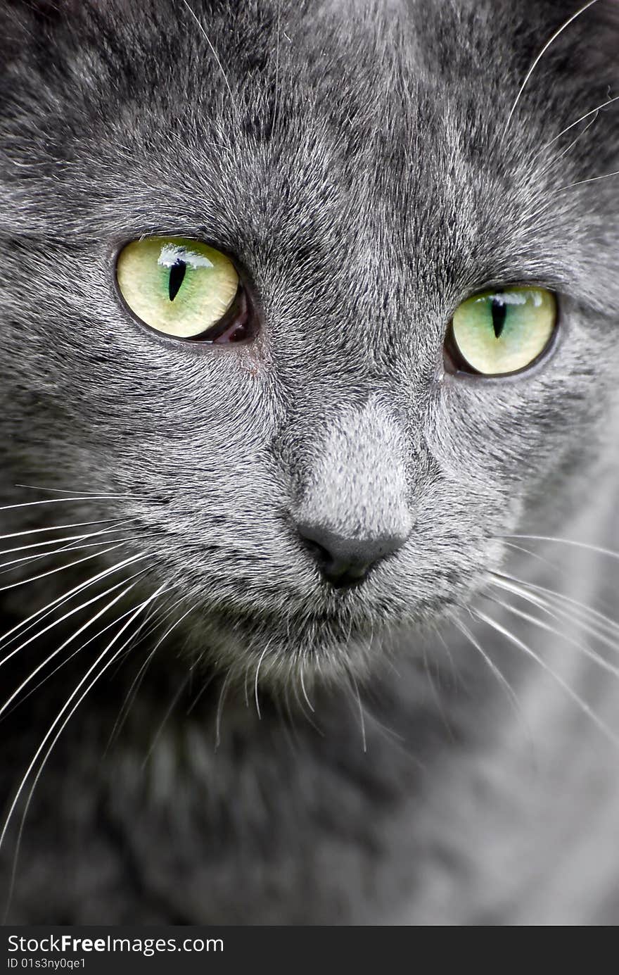 Close-up of grey cat with green eyes. Close-up of grey cat with green eyes