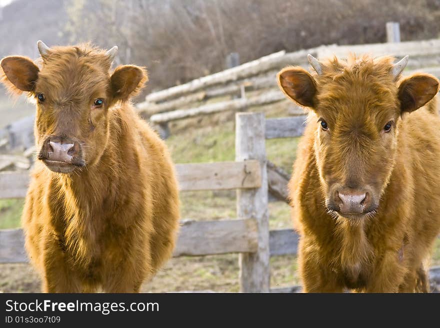 Two young red bulls look at you. Two young red bulls look at you