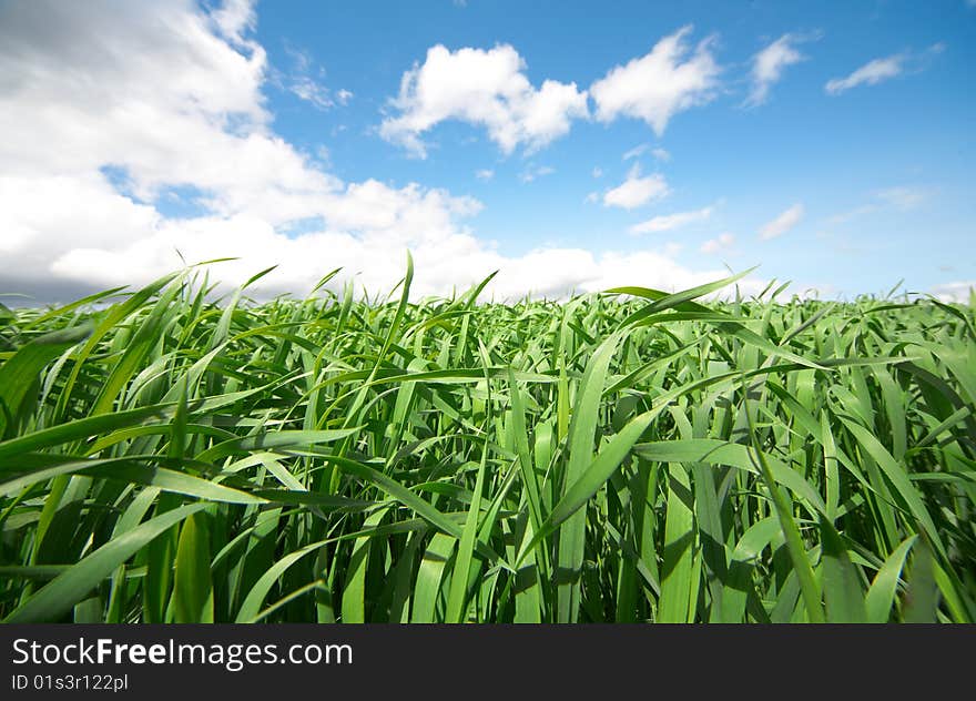 Green grass under blue sky with clouds