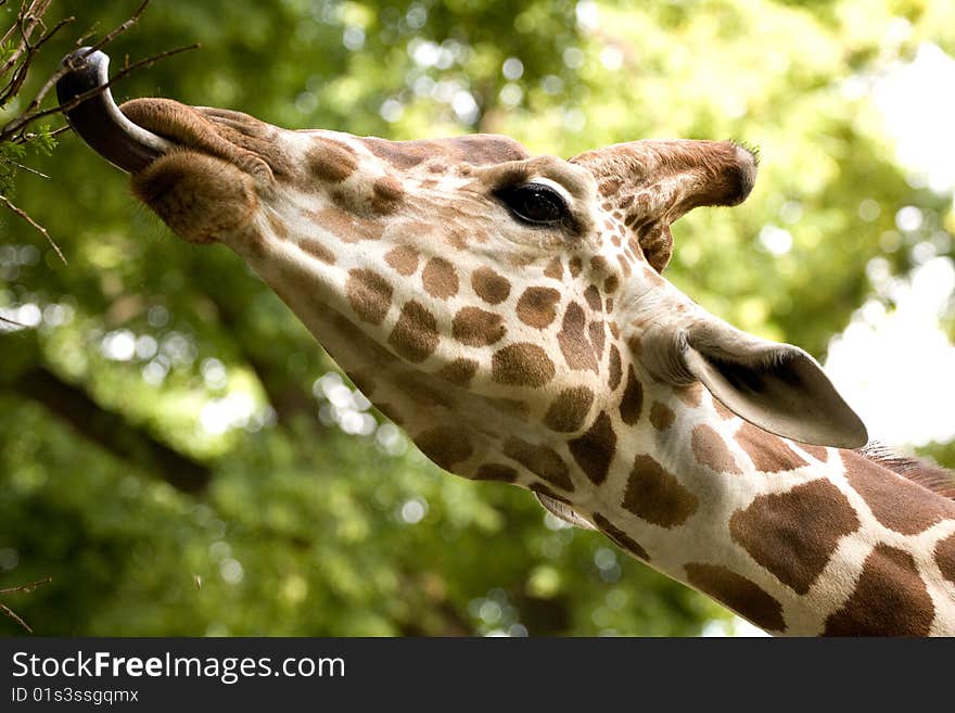 Giraffe eats with language leaves from a tree. Giraffe eats with language leaves from a tree