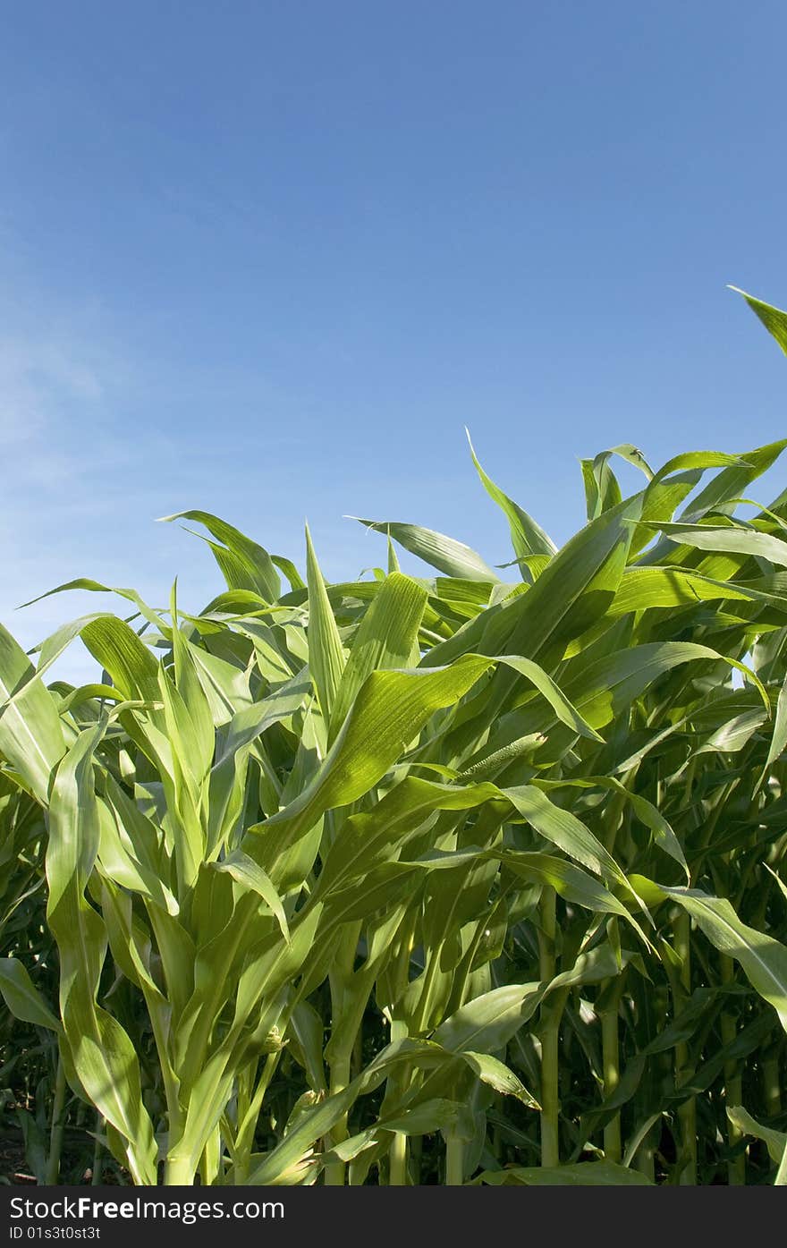 A close up of corn leaves in an Indiana corn field. A close up of corn leaves in an Indiana corn field.