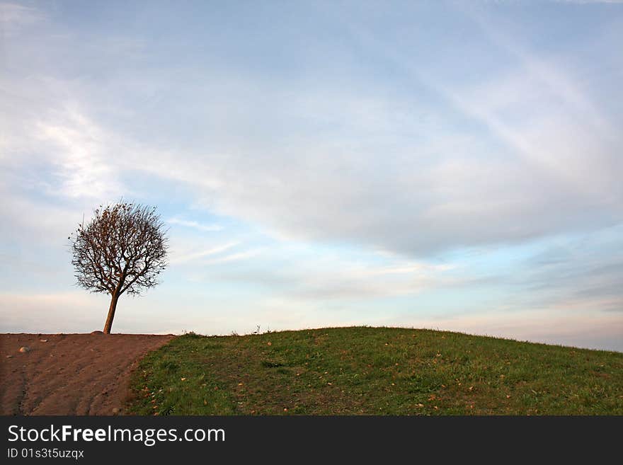 Lonely tree backgrounds the sky. Lonely tree backgrounds the sky