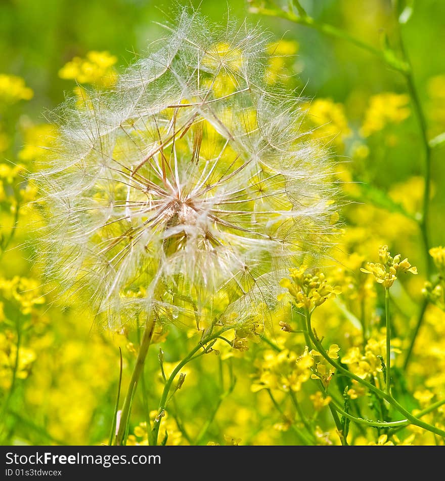 Lonely dandelion on the field