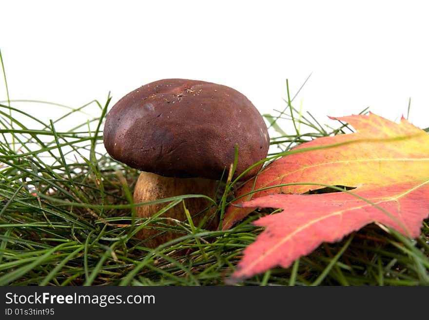 Mushroom On A Grass