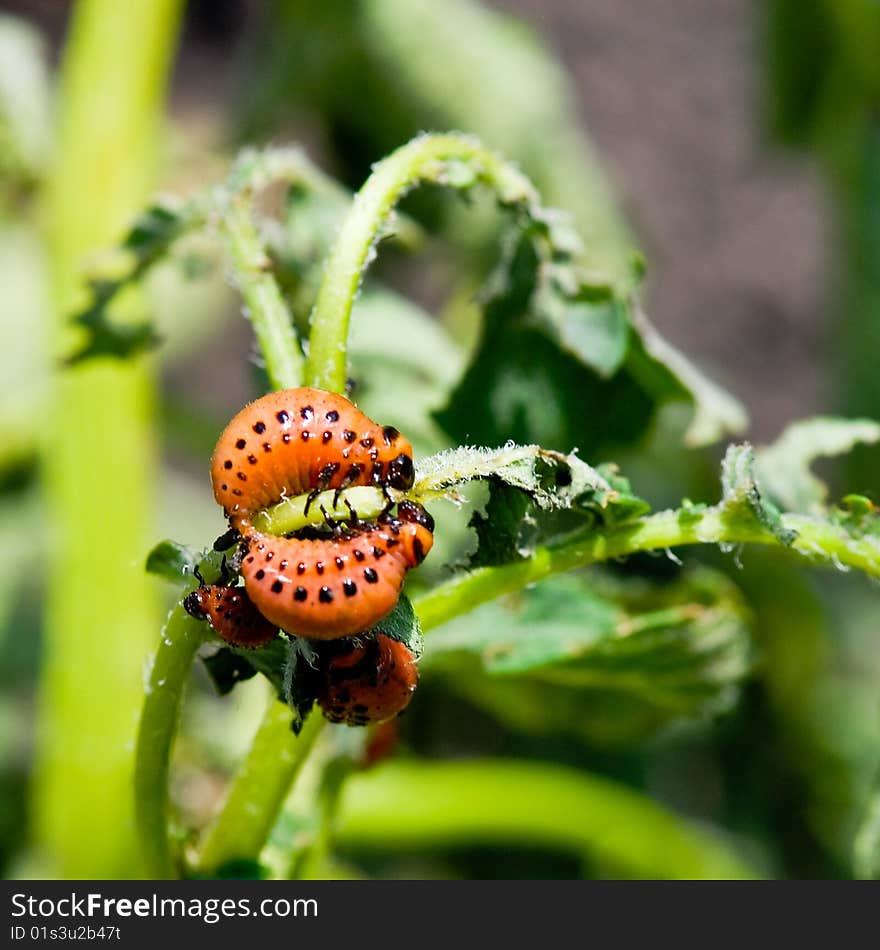 Potato beetle