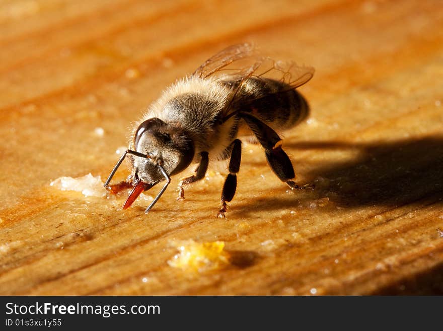 Bee eating honey from the board. Bee eating honey from the board