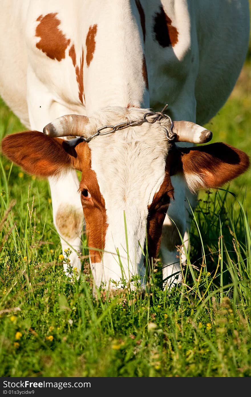 Cow eating the grass on the meadow. Cow eating the grass on the meadow