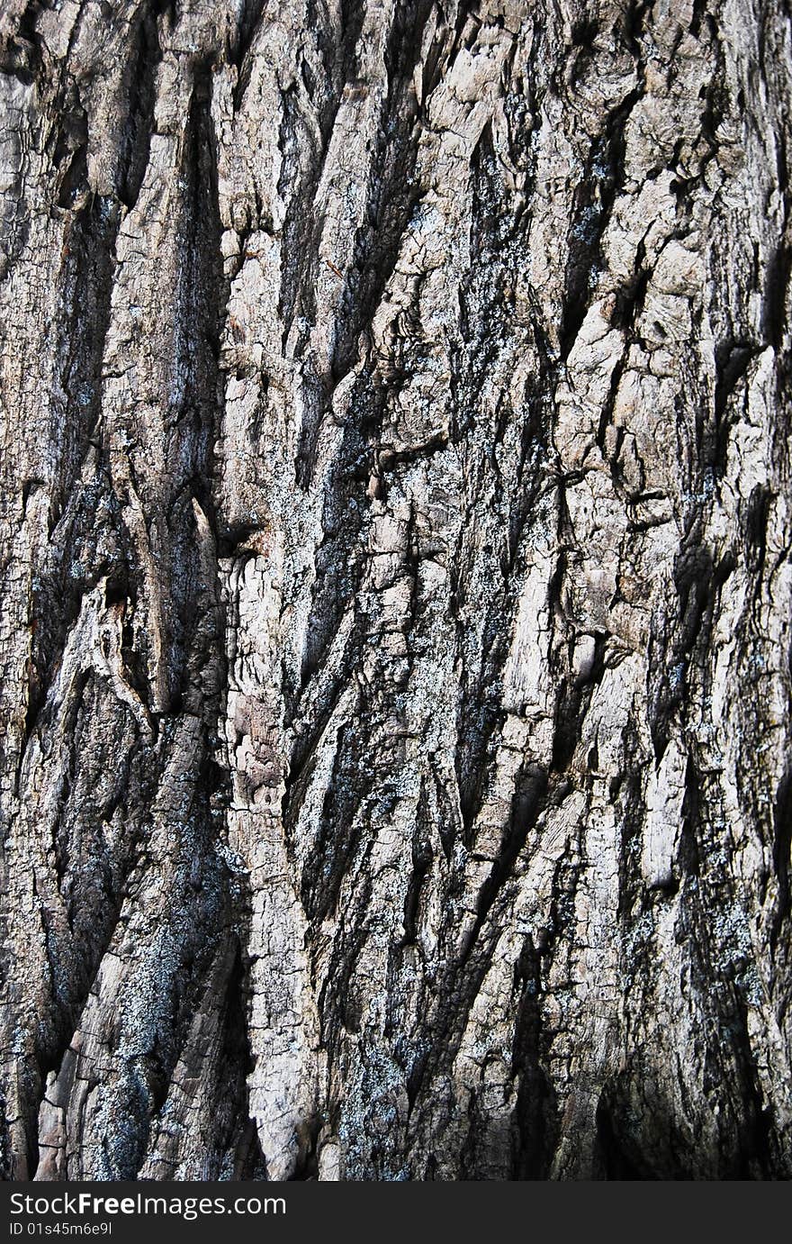 An old oak bark with a rough texture