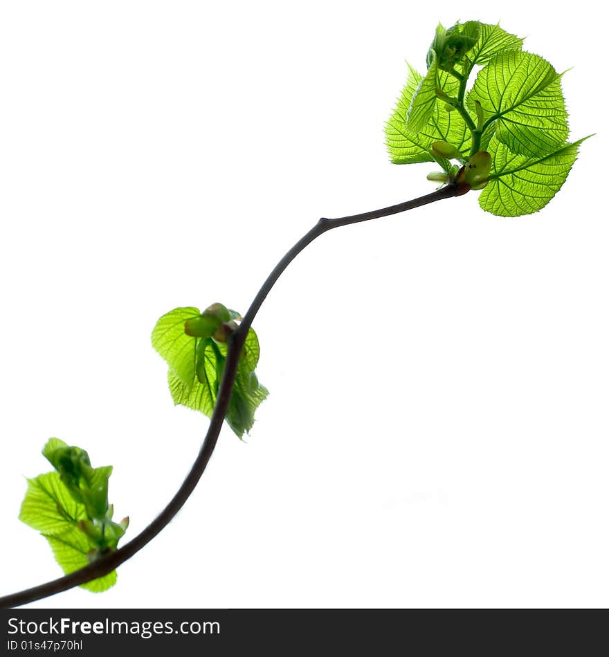 Branch with green leafs isolated on white