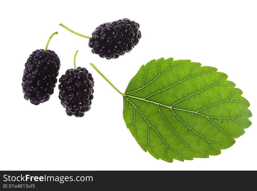 Mulberries and leaf