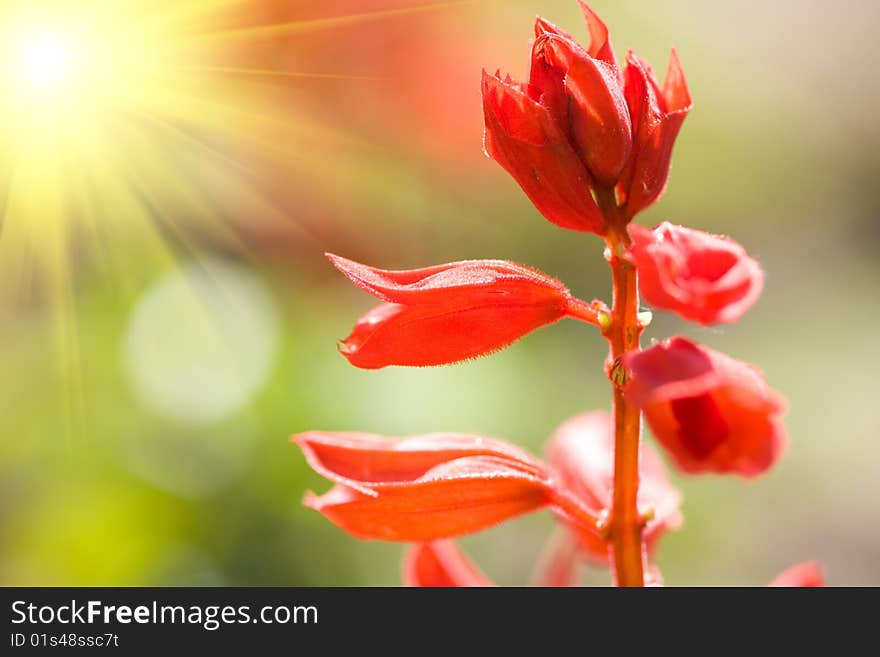 Beautiful red flowers on the field. Beautiful red flowers on the field