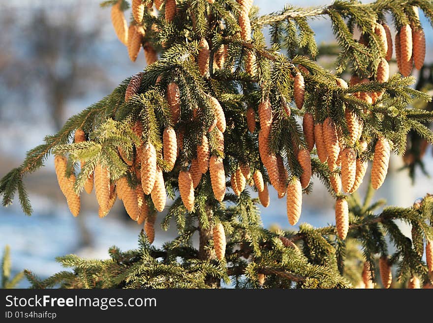 Fur-tree seeds