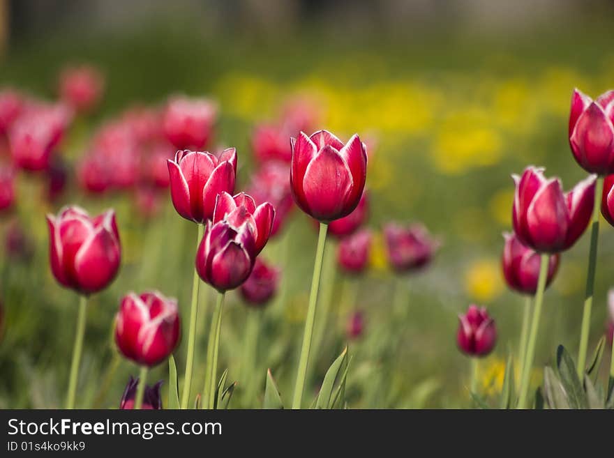 Bright red with white tulips on the green background