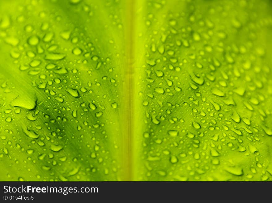 Green leaf with rain droplets and amazing colors
