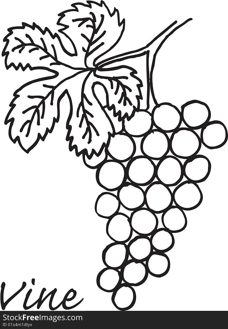 Illustration of vine on white background. vector image