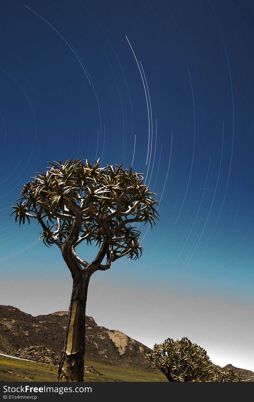 Star trail behind a Quiver Tree on the West Coast of South Africa. Star trail behind a Quiver Tree on the West Coast of South Africa