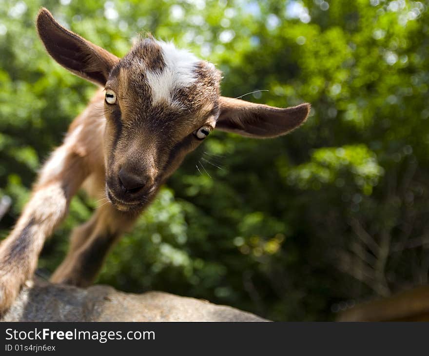 A close up shot of a baby goat climbing over a rock