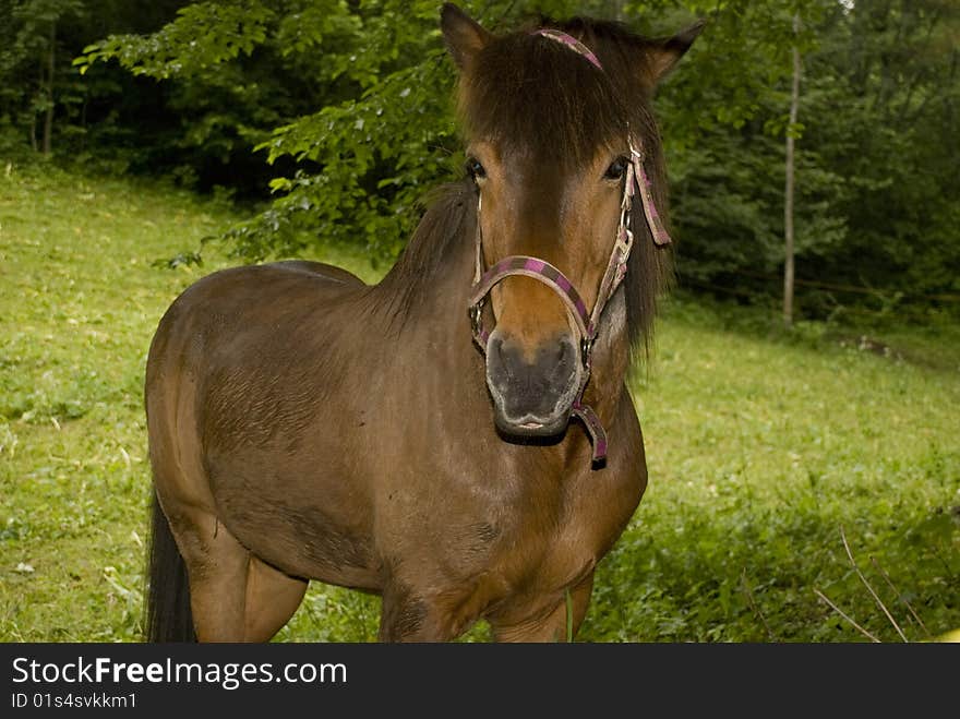 Front view of a brown horse