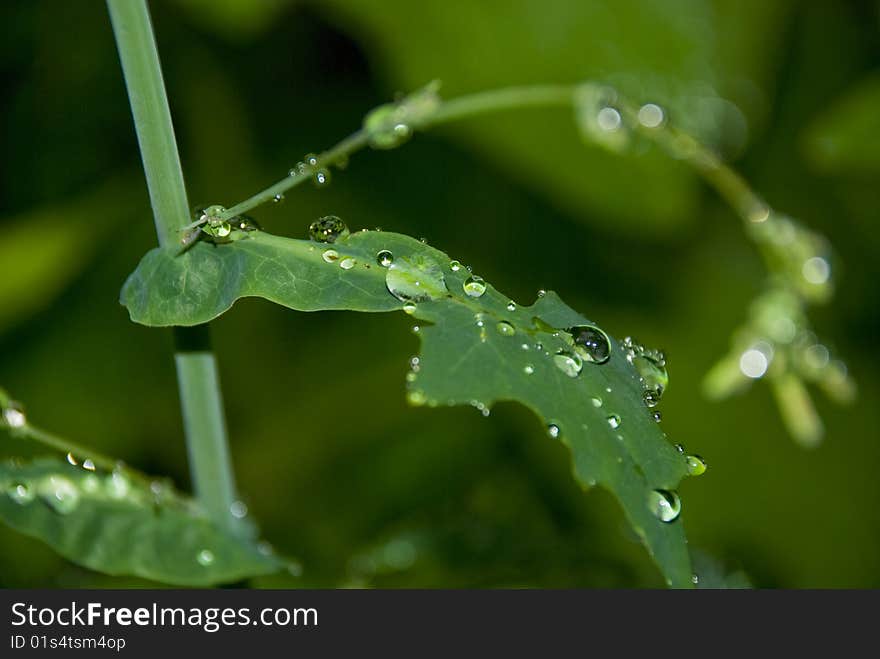 Green Leaf