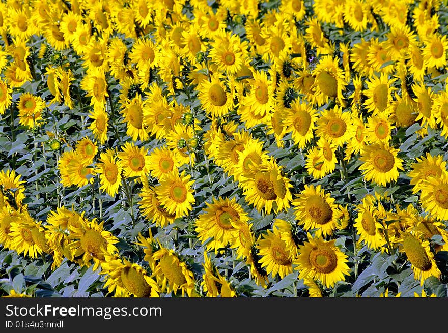 Sunflower field