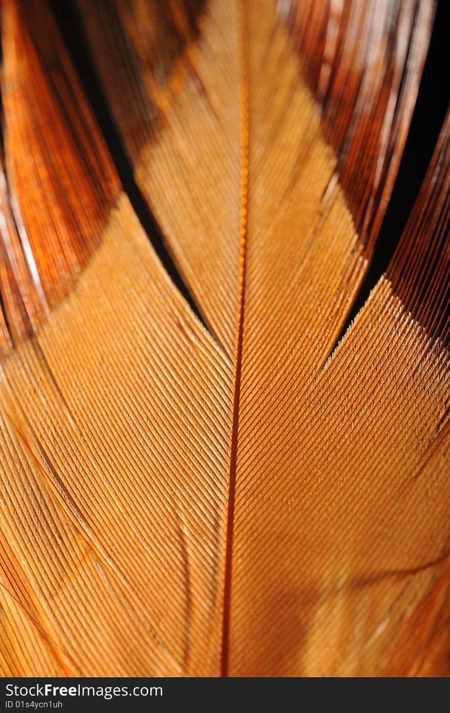 Feather closeup