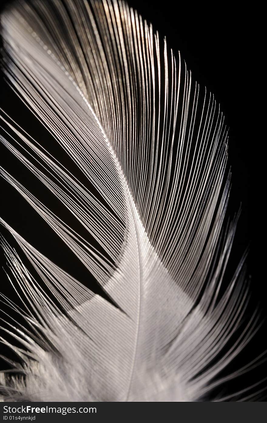 Feather closeup (white)