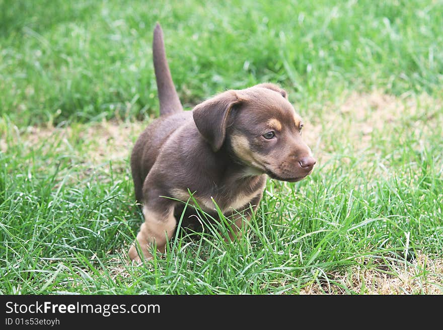 Dog Walking In Green Grass Of The Garden