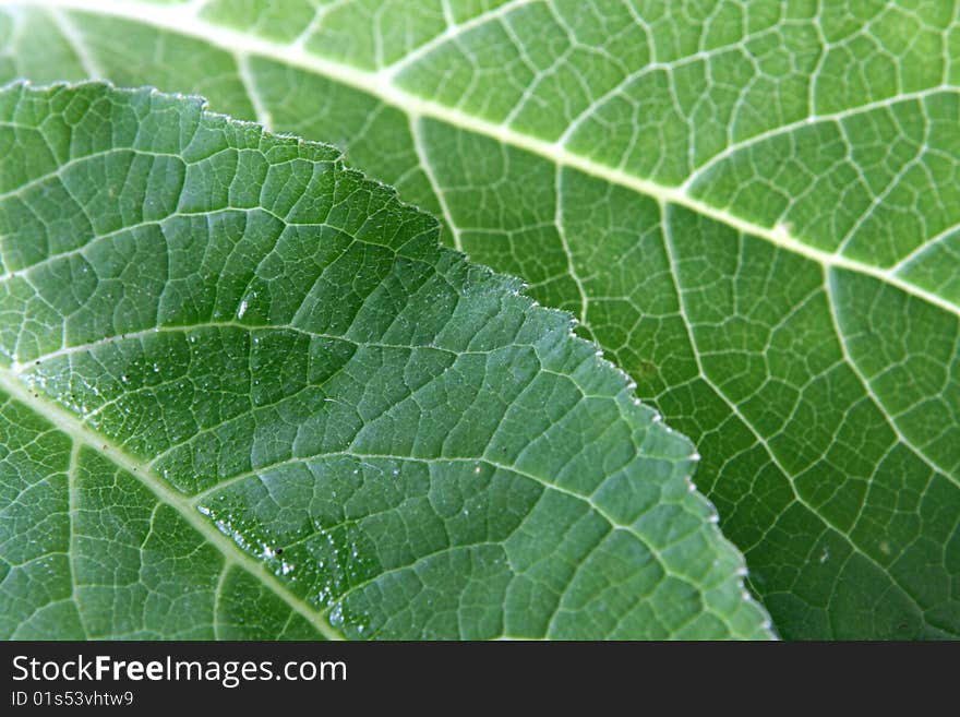 Green leaf