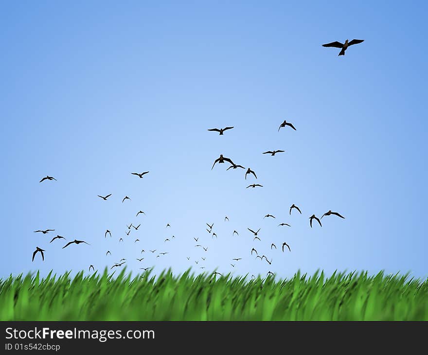 Flying birds ower green grass