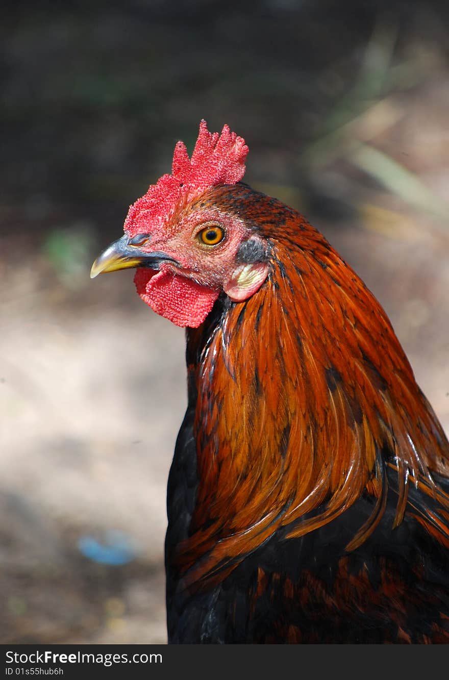 Close-up of red and brown rooster in Bermuda