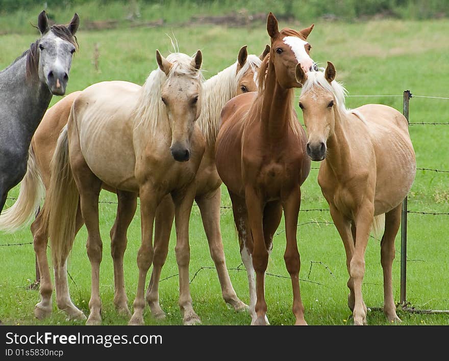 5 horses in a field backed by wire fence.