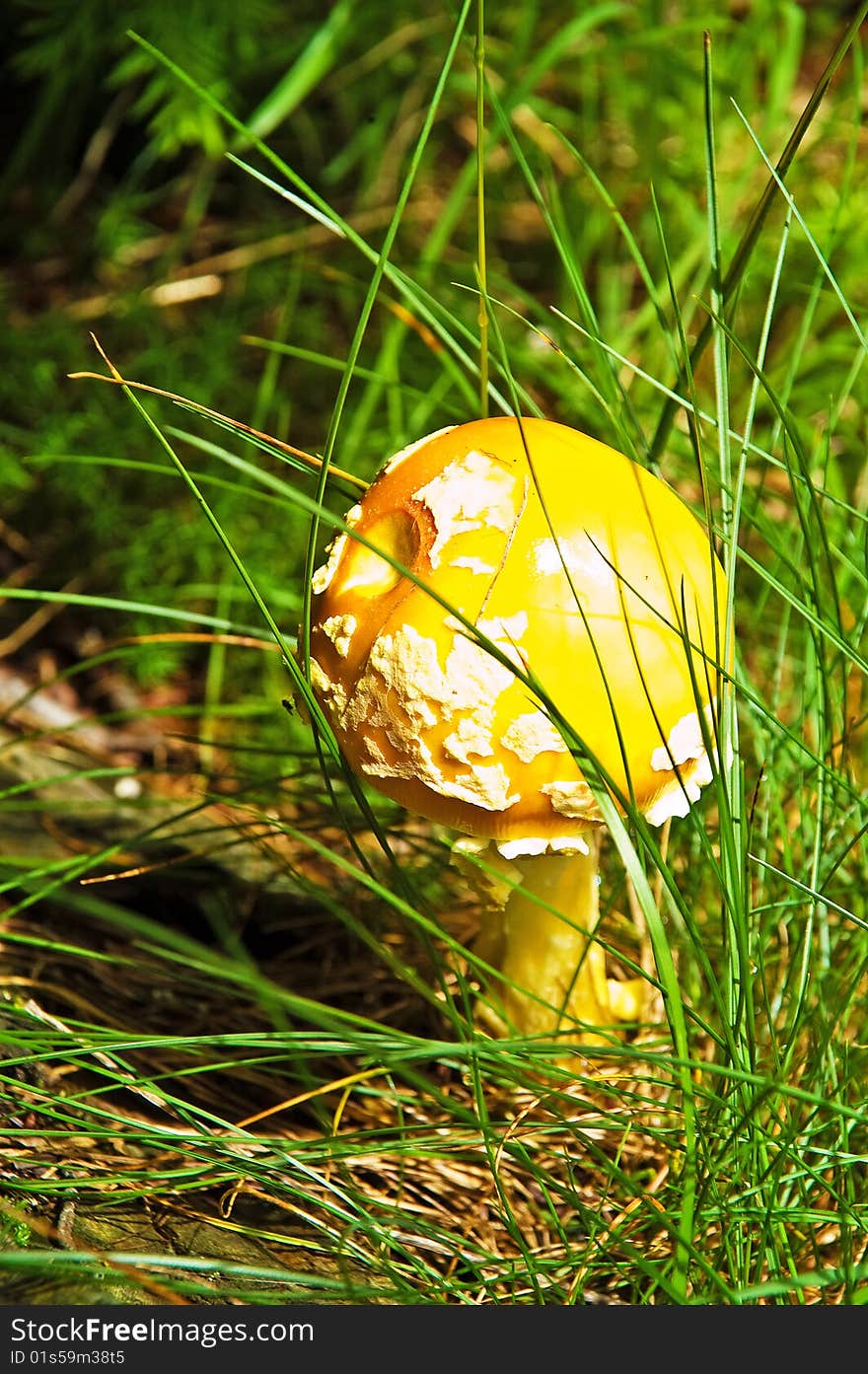 Yellow mushroom in White Mountain, NH