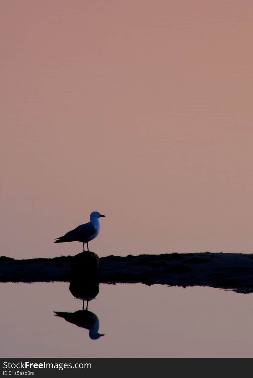 Sunset Gull Silhouette